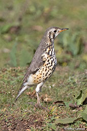 Groundscraper Thrush, Bale Mountains, Ethiopia, January 2016 - click for larger image