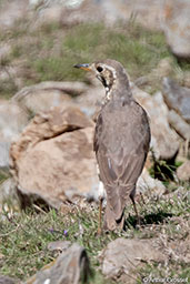 Groundscraper Thrush, Bale Mountains, Ethiopia, January 2016 - click for larger image