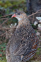 Chestnut-naped Francolin, Bale Mountains, Ethiopia, January 2016 - click for larger image