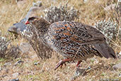 Chestnut-naped Francolin, Bale Mountains, Ethiopia, January 2016 - click for larger image