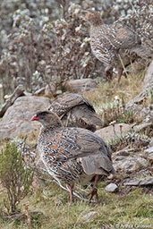 Chestnut-naped Francolin, Bale Mountains, Ethiopia, January 2016 - click for larger image