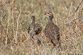 Clapperton's Francolin, Lake Langano, Ethiopia, January 2016 - click for larger image