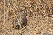 Clapperton's Francolin, Lake Langano, Ethiopia, January 2016 - click for larger image