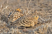 Chestnut-bellied Sandgrouse, Alleghedi Plain, Ethiopia, January 2016 - click for larger image