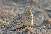 Chestnut-bellied Sandgrouse, Alleghedi Plain, Ethiopia, January 2016 - click for larger image