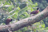 Hartlaub's Duck, Ankasa, Ghana, May 2011 - click for larger image