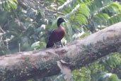 Hartlaub's Duck, Ankasa, Ghana, May 2011 - click for larger image