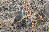 Harwood's Francolin, Jemma Valley, Ethiopia, January 2016 - click for larger image