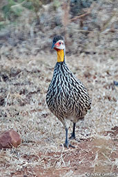 Yellow-necked Francolin, Gemale Valley, Ethiopia, January 2016 - click for larger image