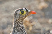 Lichtenstein's Sandgrouse, Awash Falls, Ethiopia, January 2016 - click for larger image