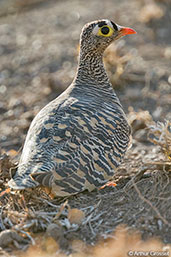 Lichtenstein's Sandgrouse, Awash Falls, Ethiopia, January 2016 - click for larger image