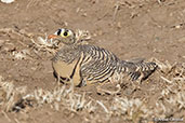 Lichtenstein's Sandgrouse, Awash Falls, Ethiopia, January 2016 - click for larger image