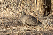 Lichtenstein's Sandgrouse, Awash Falls, Ethiopia, January 2016 - click for larger image