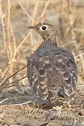 Lichtenstein's Sandgrouse, Awash Falls, Ethiopia, January 2016 - click for larger image