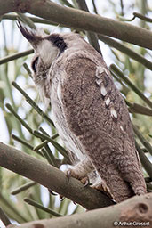 Northern White-faced Owl, Lake Langano, Ethiopia, January 2016 - click for larger image