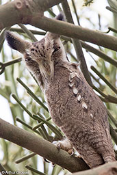 Northern White-faced Owl, Lake Langano, Ethiopia, January 2016 - click for larger image