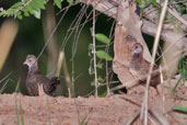 Sone Partridge, Mole National Park, Ghana, June 2011 - click for larger image