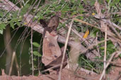 Sone Partridge, Mole National Park, Ghana, June 2011 - click for larger image