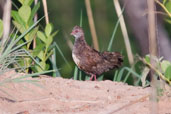 Sone Partridge, Mole National Park, Ghana, June 2011 - click for larger image