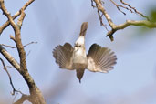 Common Bulbul, Shai Hills, Ghana, May 2011 - click for larger image