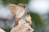 Common Bulbul, Mole National Park, Ghana, June 2011 - click for larger image