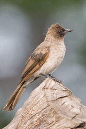 Common Bulbul, Mole National Park, Ghana, June 2011 - click for larger image