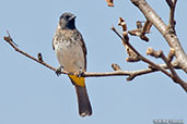 Common Bulbul, Yabello, Ethiopia, January 2016 - click for larger image