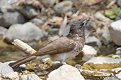 Common Bulbul, Jemma Valley, Ethiopia, January 2016 - click for larger image