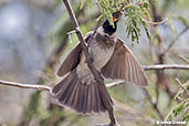 Common Bulbul, Jemma Valley, Ethiopia, January 2016 - click for larger image