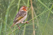 Red-headed Quelea, Kakum, Ghana, May 2011 - click for larger image