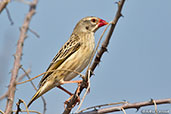 Red-billed Quelea, Lake Beseka, Ethiopia, January 2016 - click for larger image