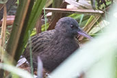 Madagascar Rail, Perinet (Analamazaotra), Madagascar, November 2016 - click for larger image