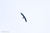 Sabine's Spinetailed Swift, Auntutu Forest, Ghana, May 2011 - click for larger image