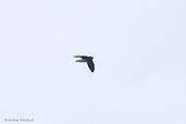 Sabine's Spinetailed Swift, Auntutu Forest, Ghana, May 2011 - click for larger image