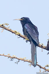 Black Scimitarbill, Lake Langano, Ethiopia, January 2016 - click for larger image