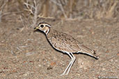 Three-banded Courser, Awash Falls, Ethiopia, January 2016 - click for larger image