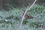 Greater Painted-snipe, Bilen, Ethiopia, January 2016 - click for larger image