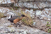 Rouget's Rail, Bale Mts, Ethiopia, January 2016 - click for larger image