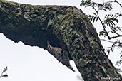 Spotted Creeper, Lake Awassa, Ethiopia, January 2016 - click for larger image