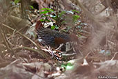 Madagascar Flufftail, Perinet (Analamazaotra), Madagascar, November 2016 - click for larger image