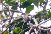 African Piculet, Bobori Forest, Ghana, June 2011 - click for larger image