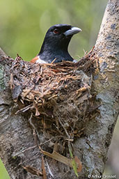 Rufous Vanga, Ankarafantsika, Madagascar, November 2016 - click for larger image