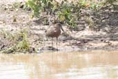 Hamerkop, Mole National Park, Ghana, June 2011 - click for larger image