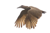 Hamerkop, Mole National Park, Ghana, June 2011 - click for larger image