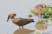 Hamerkop, Koka Dam, Ethiopia, January 2013 - click for larger image