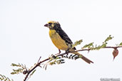 Northern Grosbeak-canary, Bogol-Manyo Road, Ethiopia, January 2016 - click for larger image