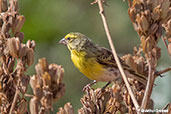 White-bellied Canary, Yabello, Ethiopia, January 2016 - click for larger image