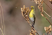 White-bellied Canary, Yabello, Ethiopia, January 2016 - click for larger image
