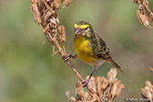 White-bellied Canary, Yabello, Ethiopia, January 2016 - click for larger image