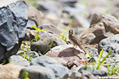 Yellow-throated Seedeater, Melka Ghebdu, Ethiopia, January 2016 - click for larger image